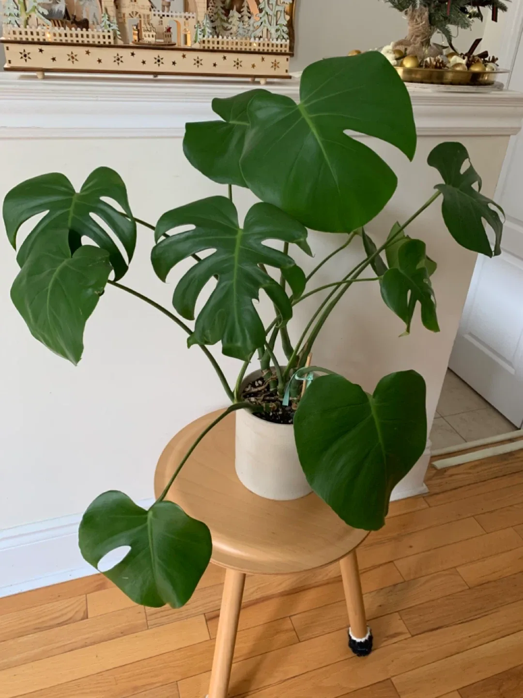 Monstera Plant