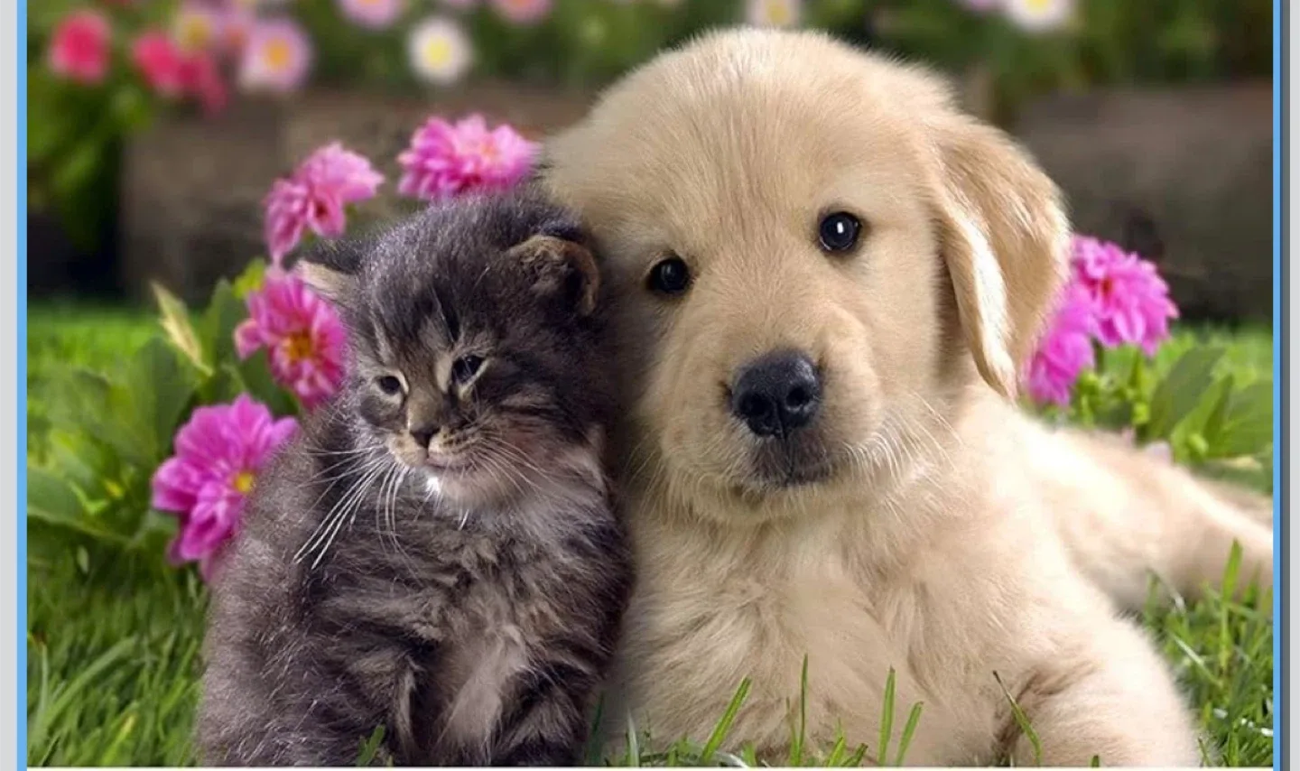 Cat and dog Sitting Service – Mid town and North york Area