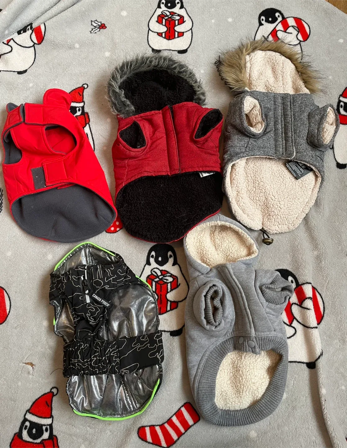 Size 10/10” Dog Winter Coats ($10 Each) image indicator(2)
