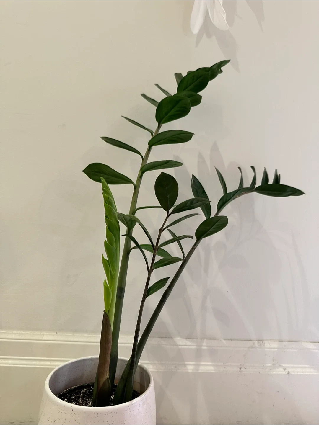 ZZ Plant image indicator(2)