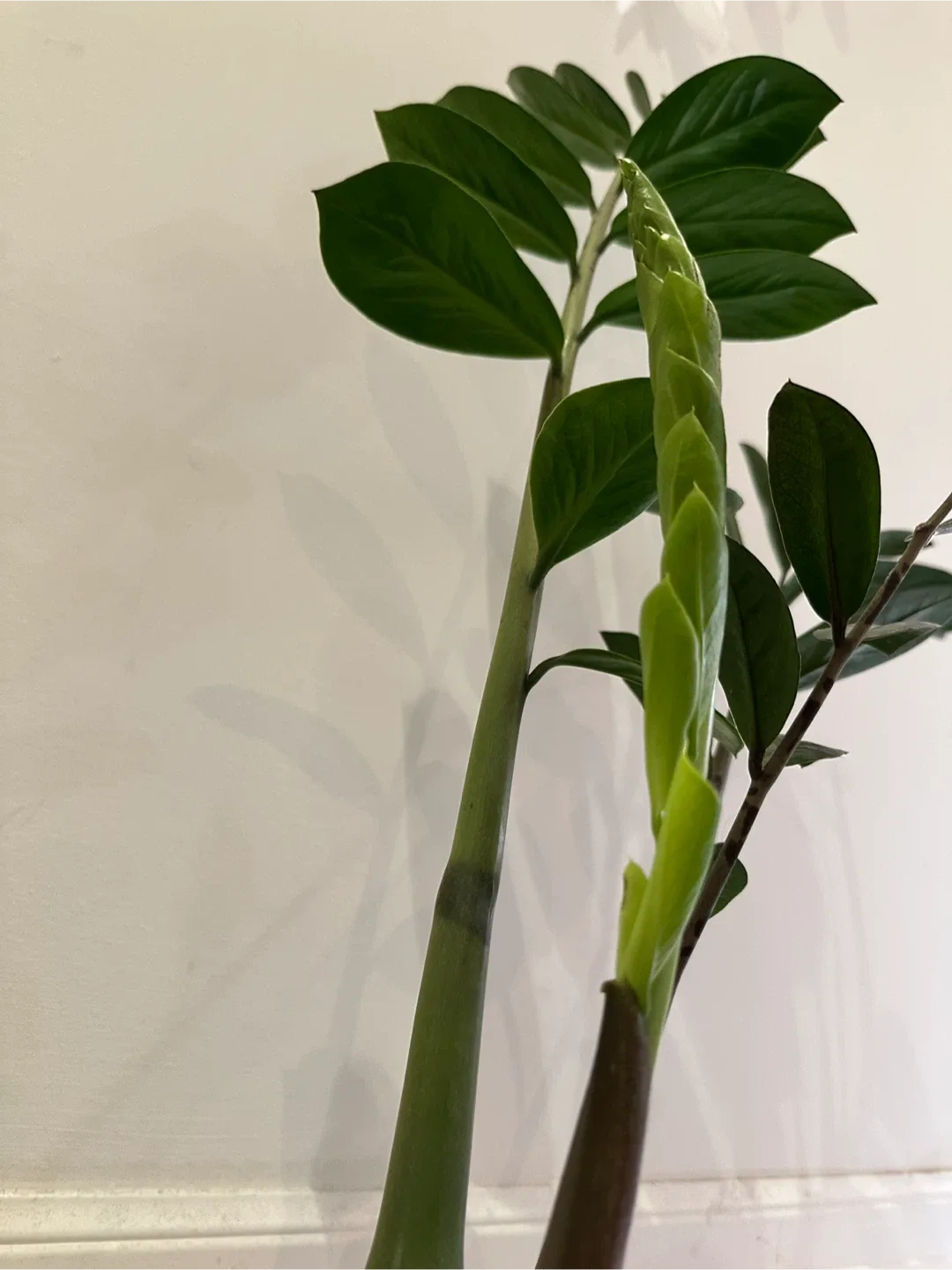 ZZ Plant image indicator(3)