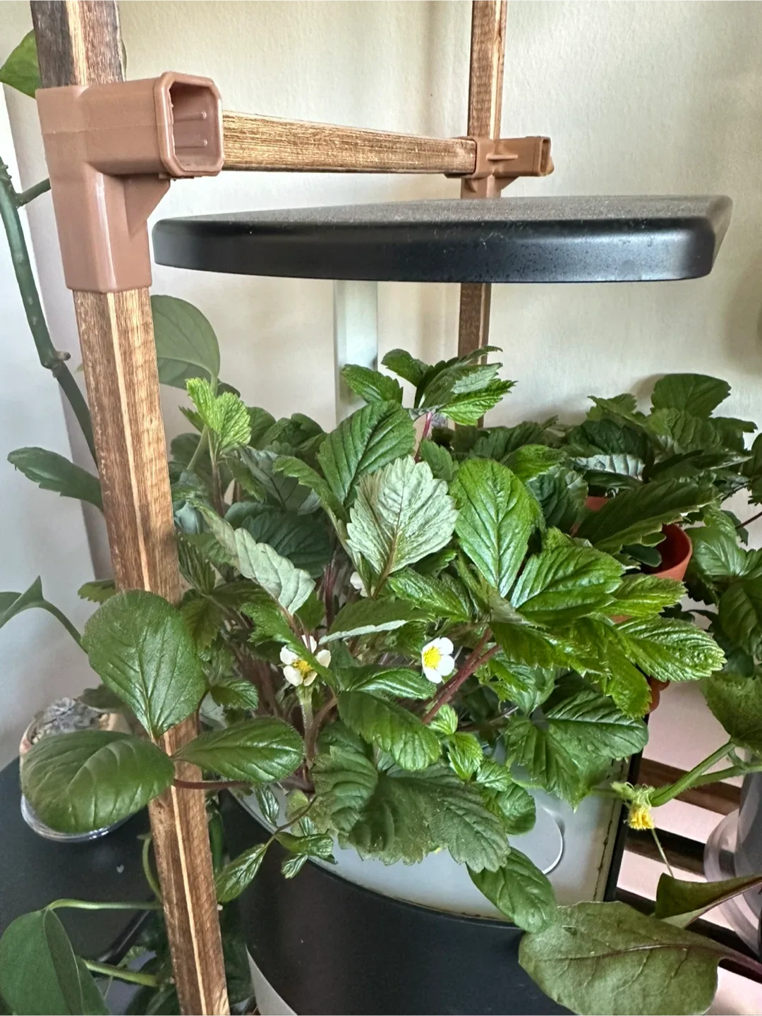 AeroGarden Indoor Garden System (Individual 30, Bundle 100) image indicator(4)