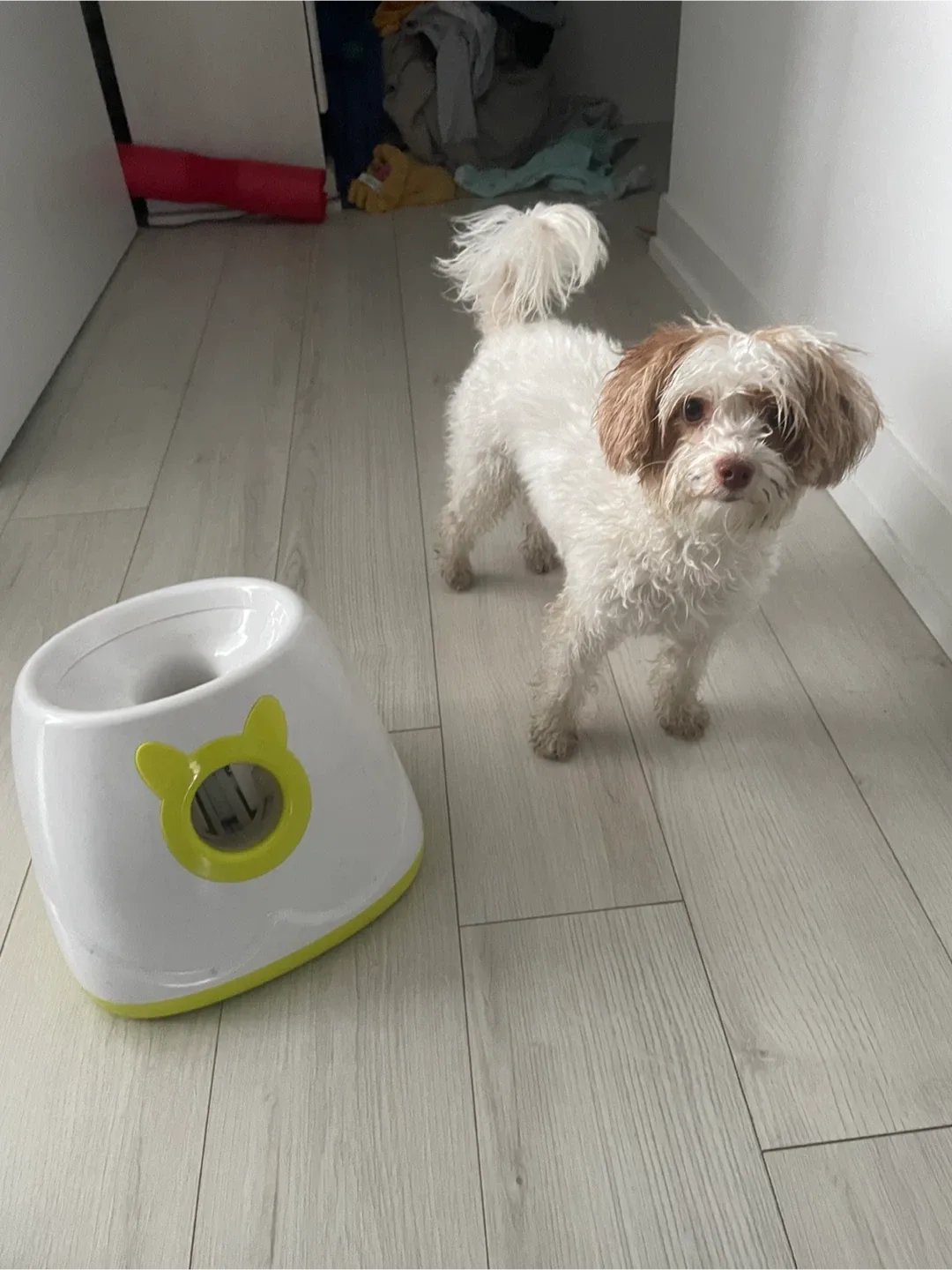 Automatic Dog Ball Launcher