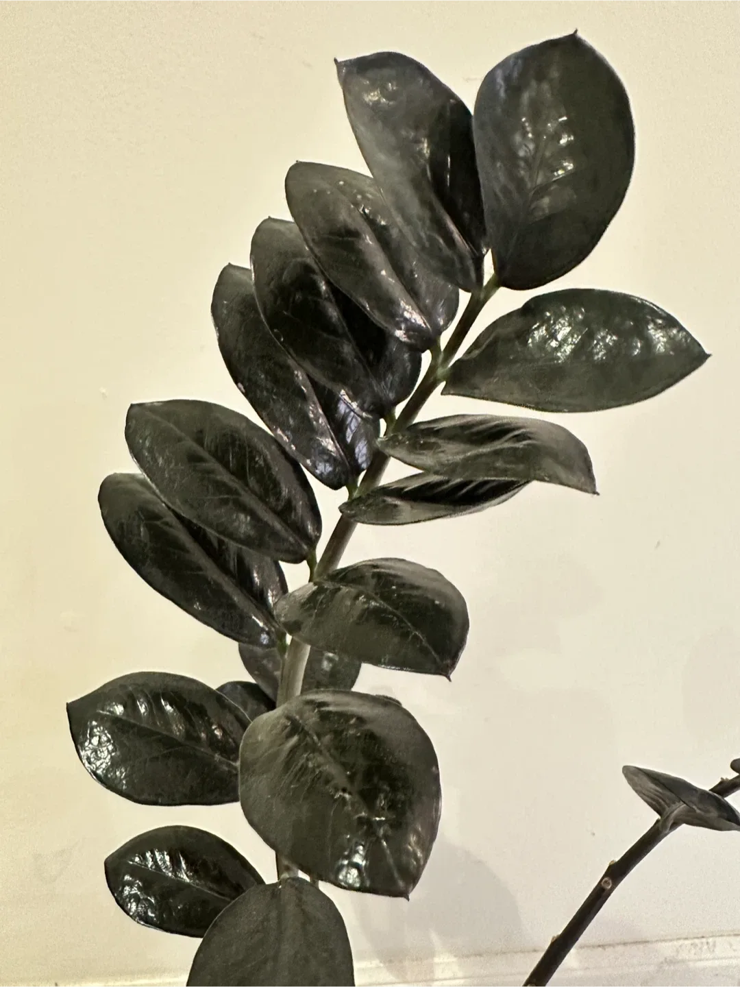 ZZ Raven Plant image indicator(2)