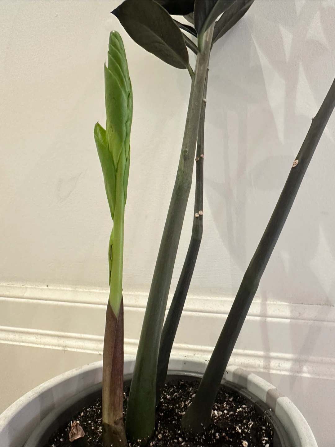 ZZ Raven Plant - photo 3