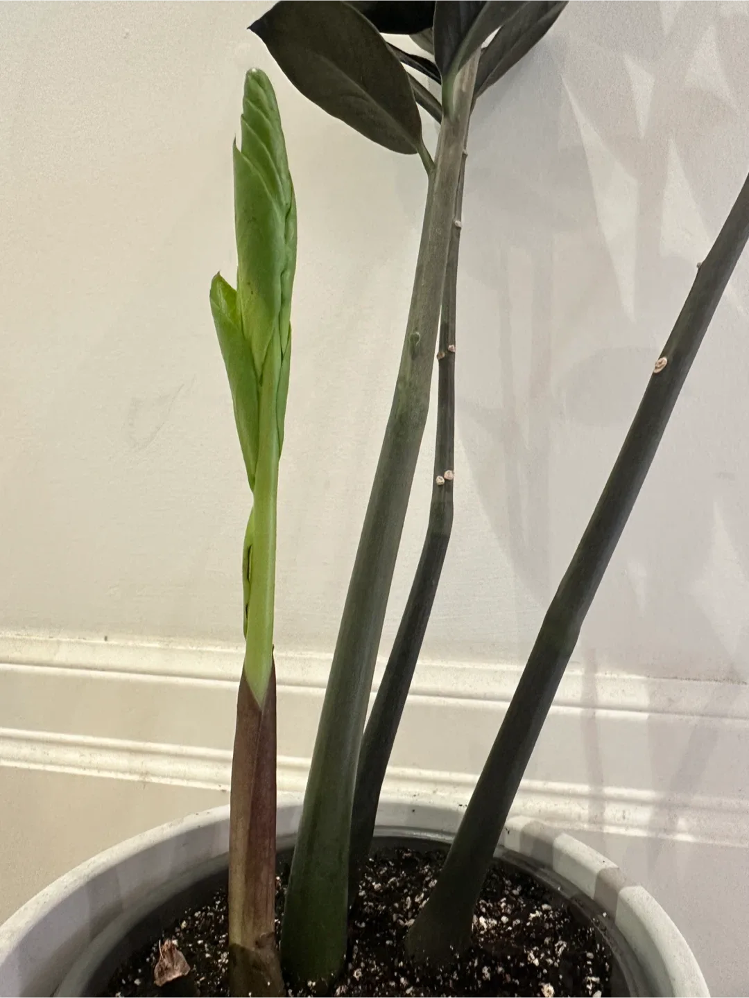 ZZ Raven Plant image indicator(3)