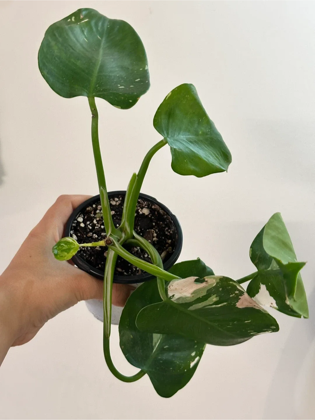 Philodendron White Wizard Plant