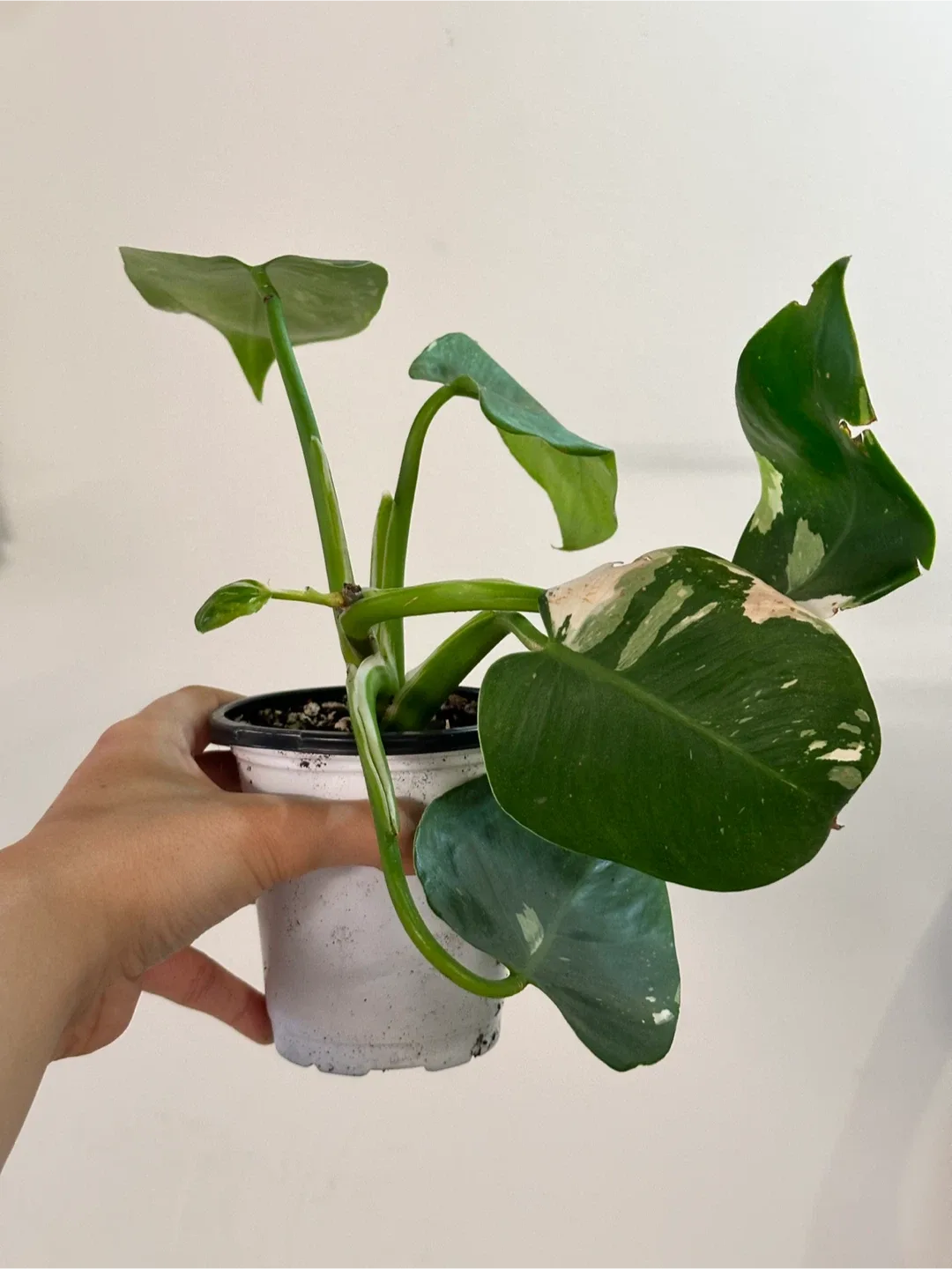 Philodendron White Wizard Plant image indicator(2)