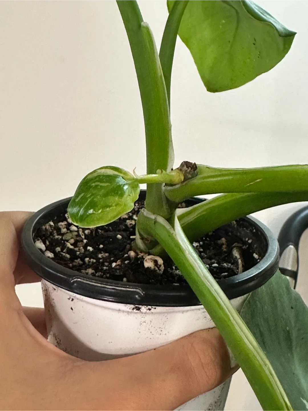 Philodendron White Wizard Plant image indicator(3)