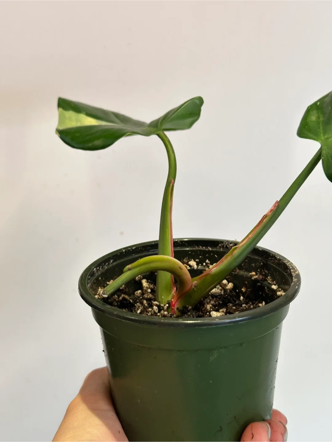 Philodendron White Princess Plant image indicator(3)