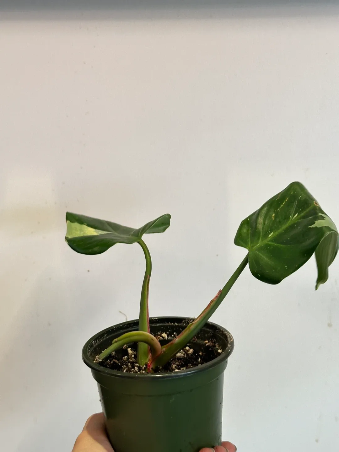 Philodendron White Princess Plant image indicator(2)