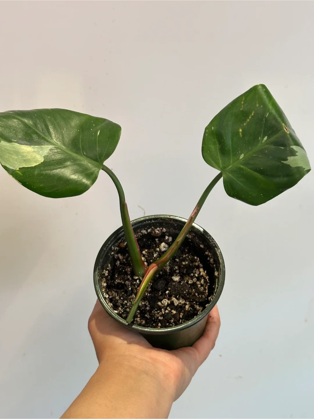 Philodendron White Princess Plant