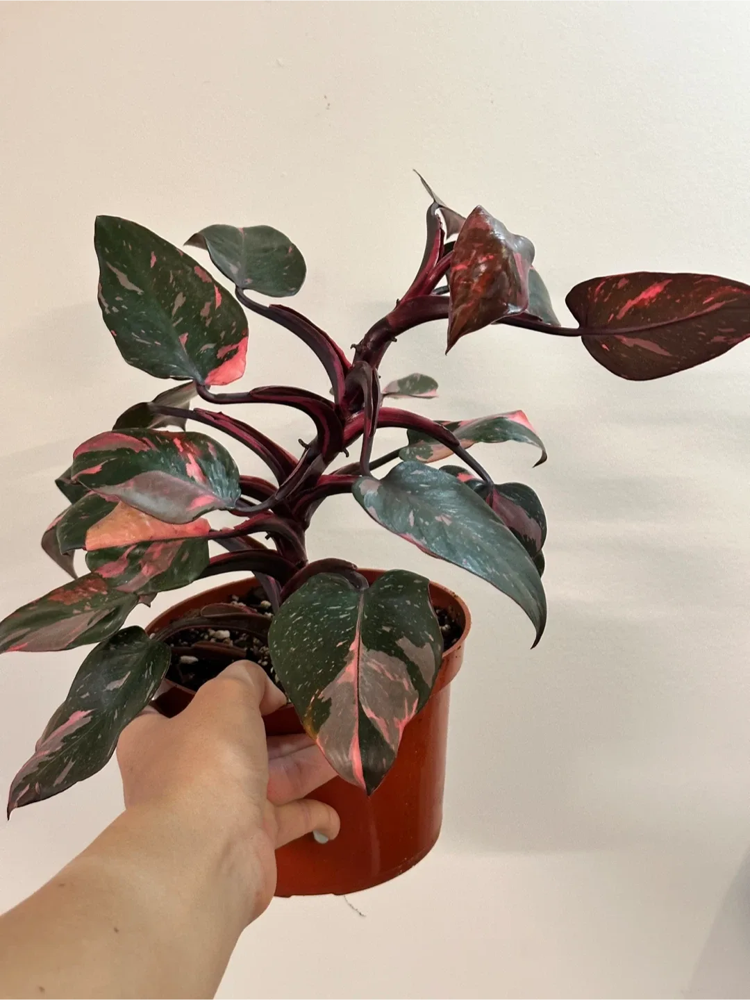 Philodendron Pink Princess Marble Galaxy Plant Large
