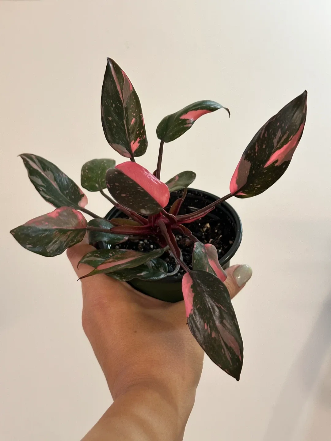 Philodendron Pink Princess Marble Galaxy Plant Medium