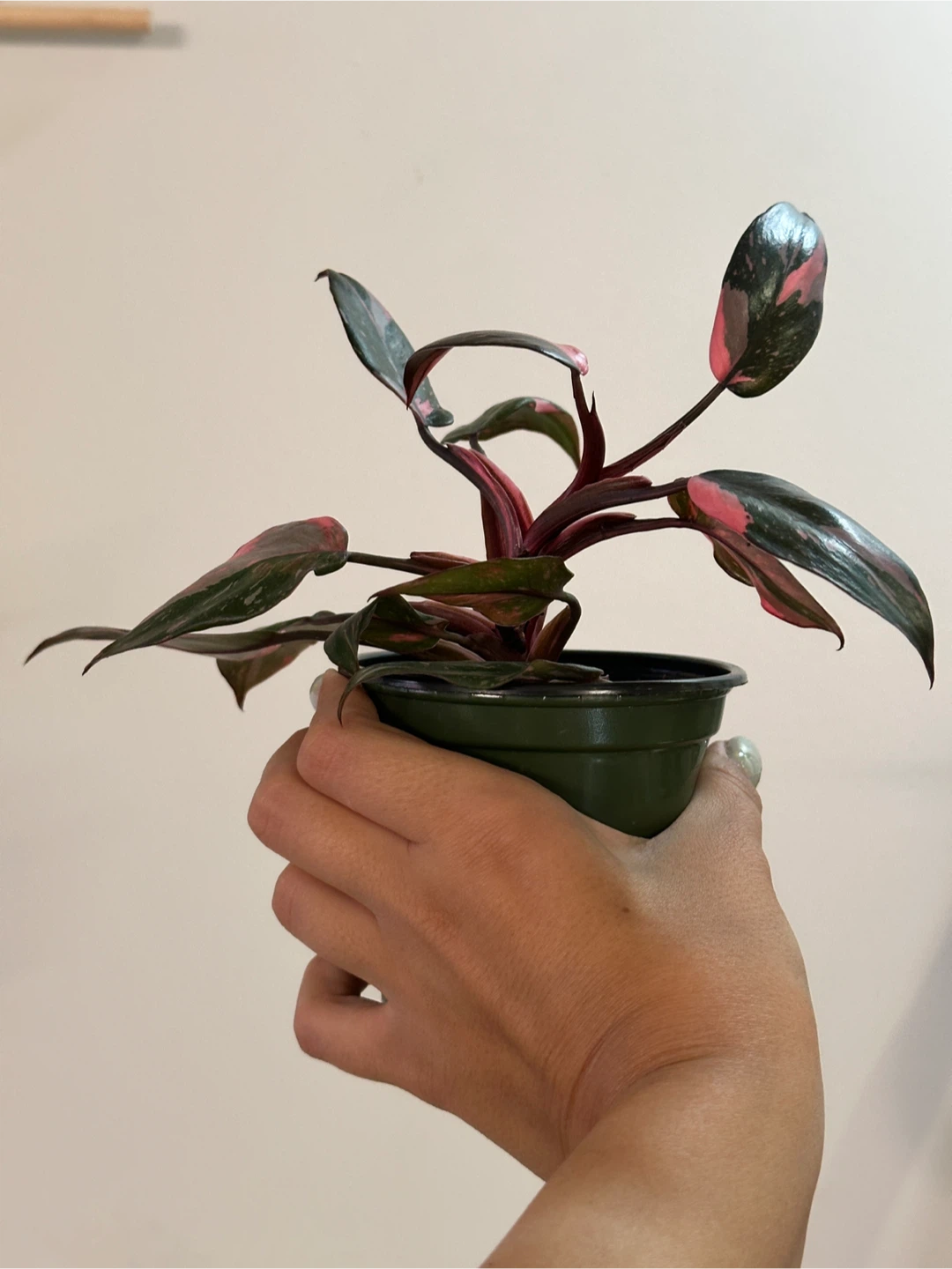 Philodendron Pink Princess Marble Galaxy Plant Medium - photo 2
