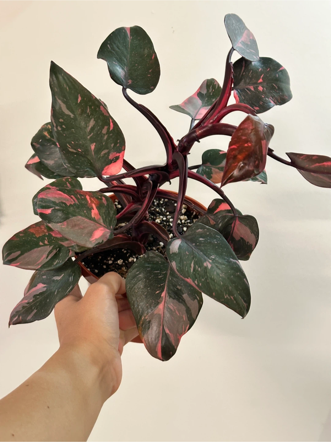 Philodendron Pink Princess Marble Galaxy Plant Medium - photo 3