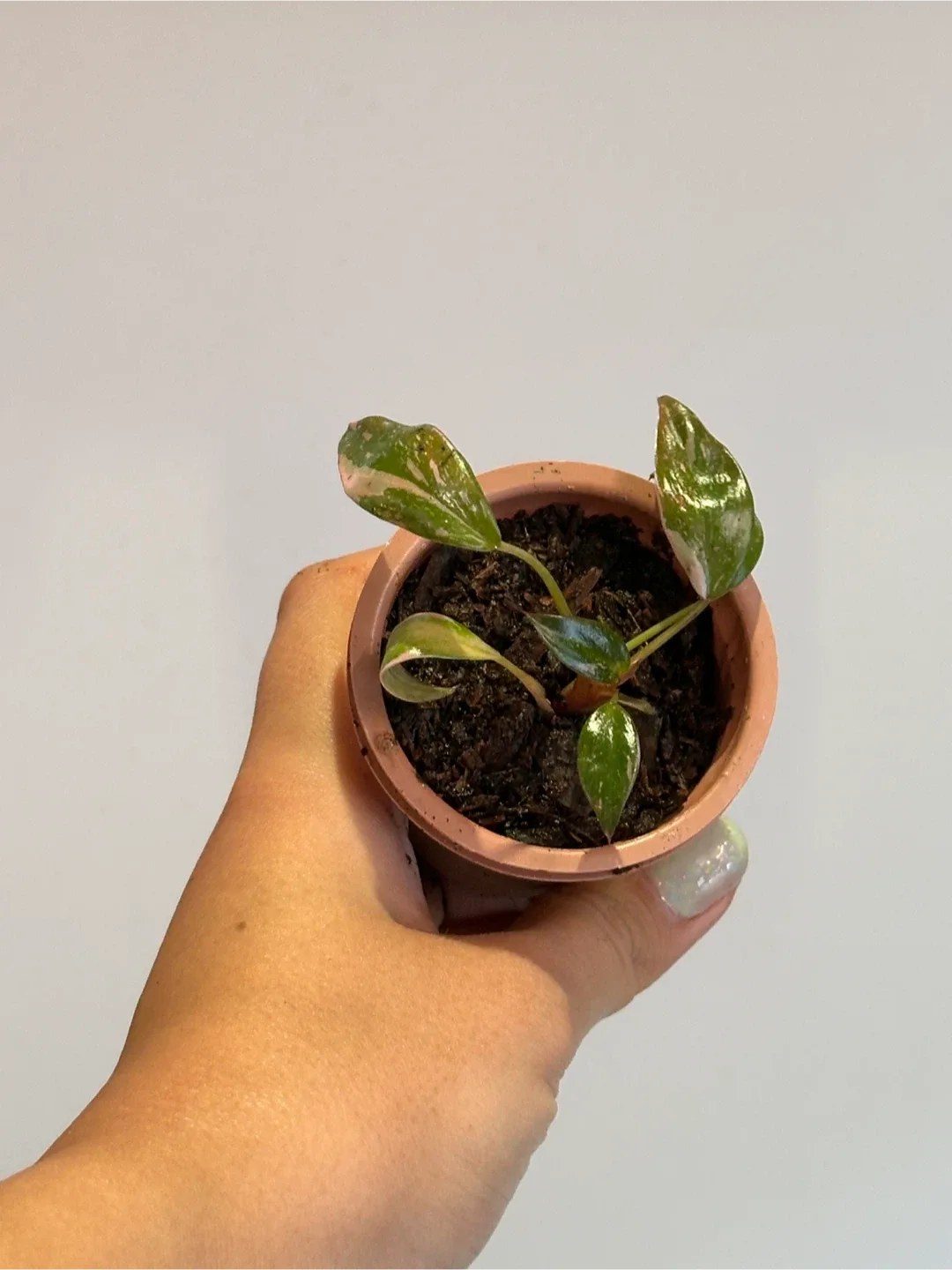 Philodendron Pink Princess Marble Galaxy Plant Small