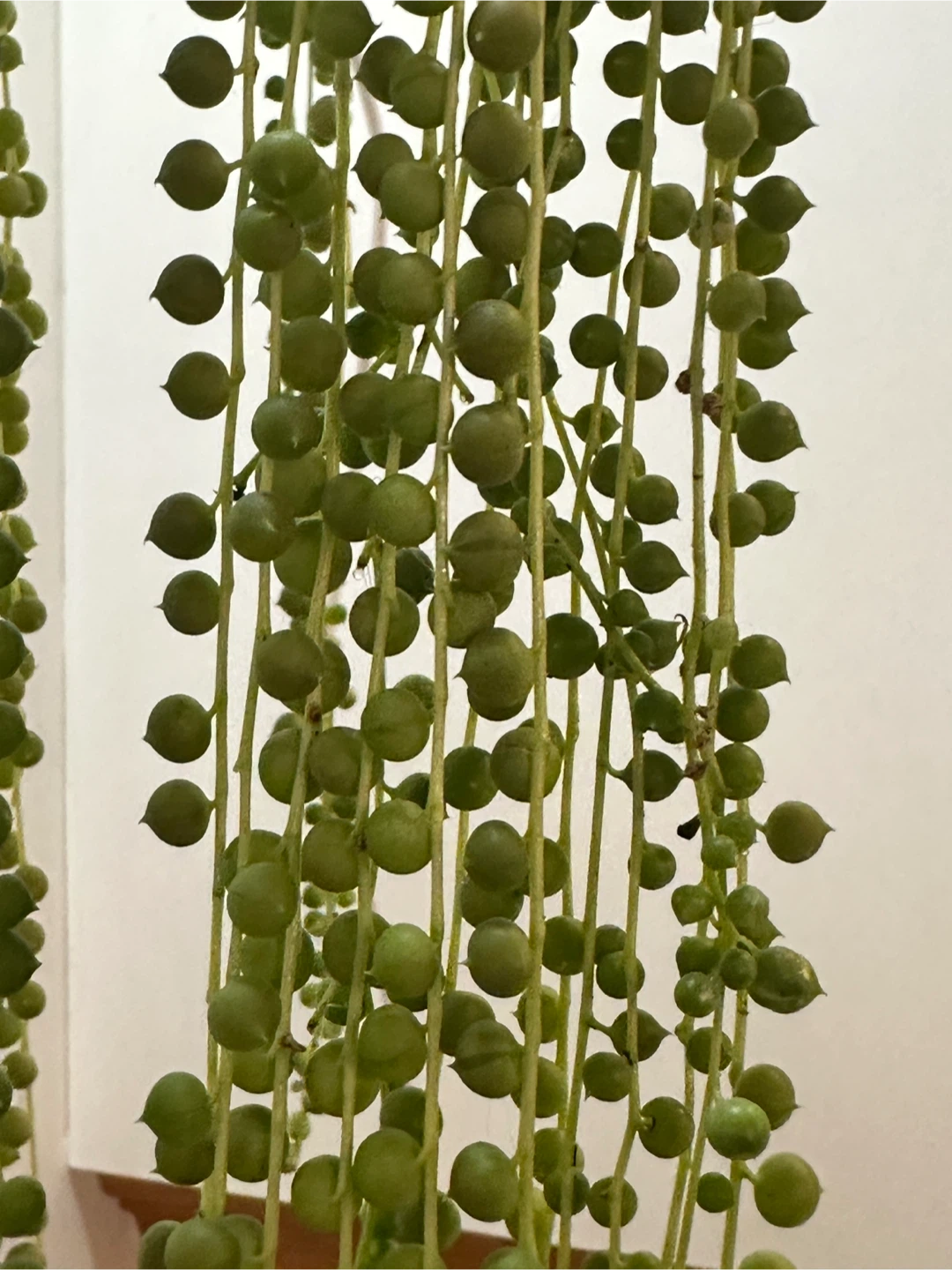 String of Pearls Plant Fresh CUTTINGS - photo 2