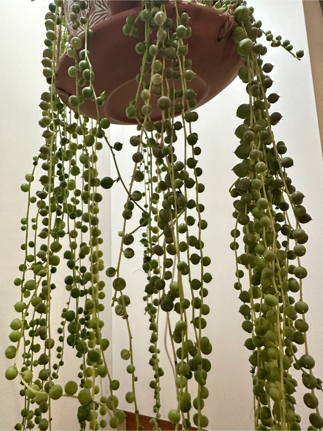 String of Pearls Plant Fresh CUTTINGS