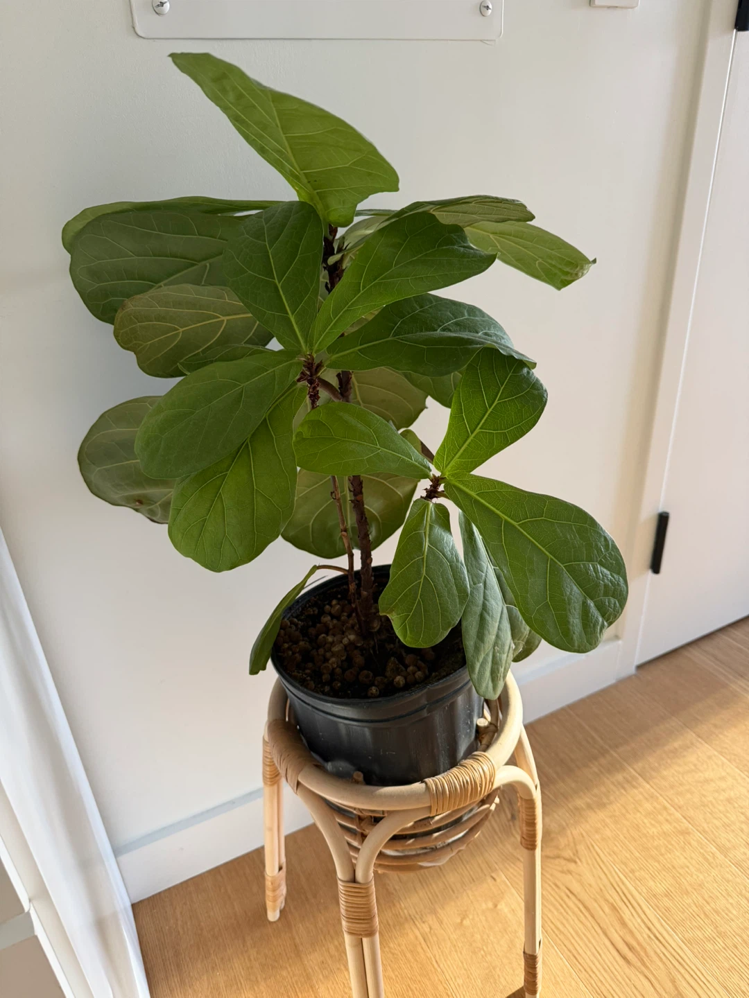 Fiddle Leaf Fig Tree with Stand - photo 2