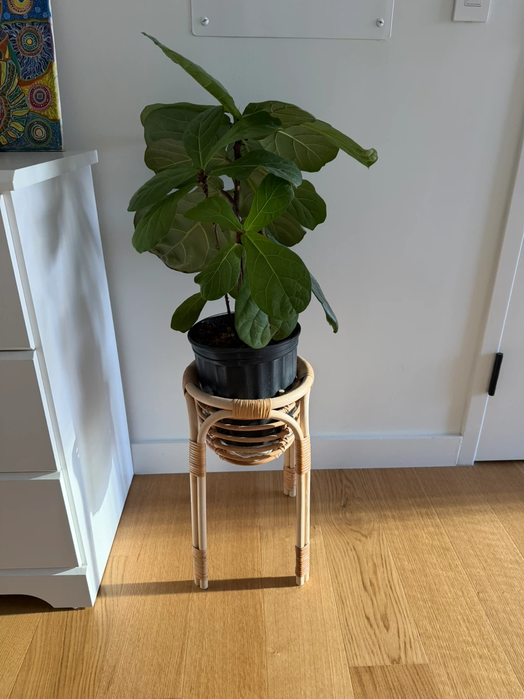 Fiddle Leaf Fig Tree with Stand