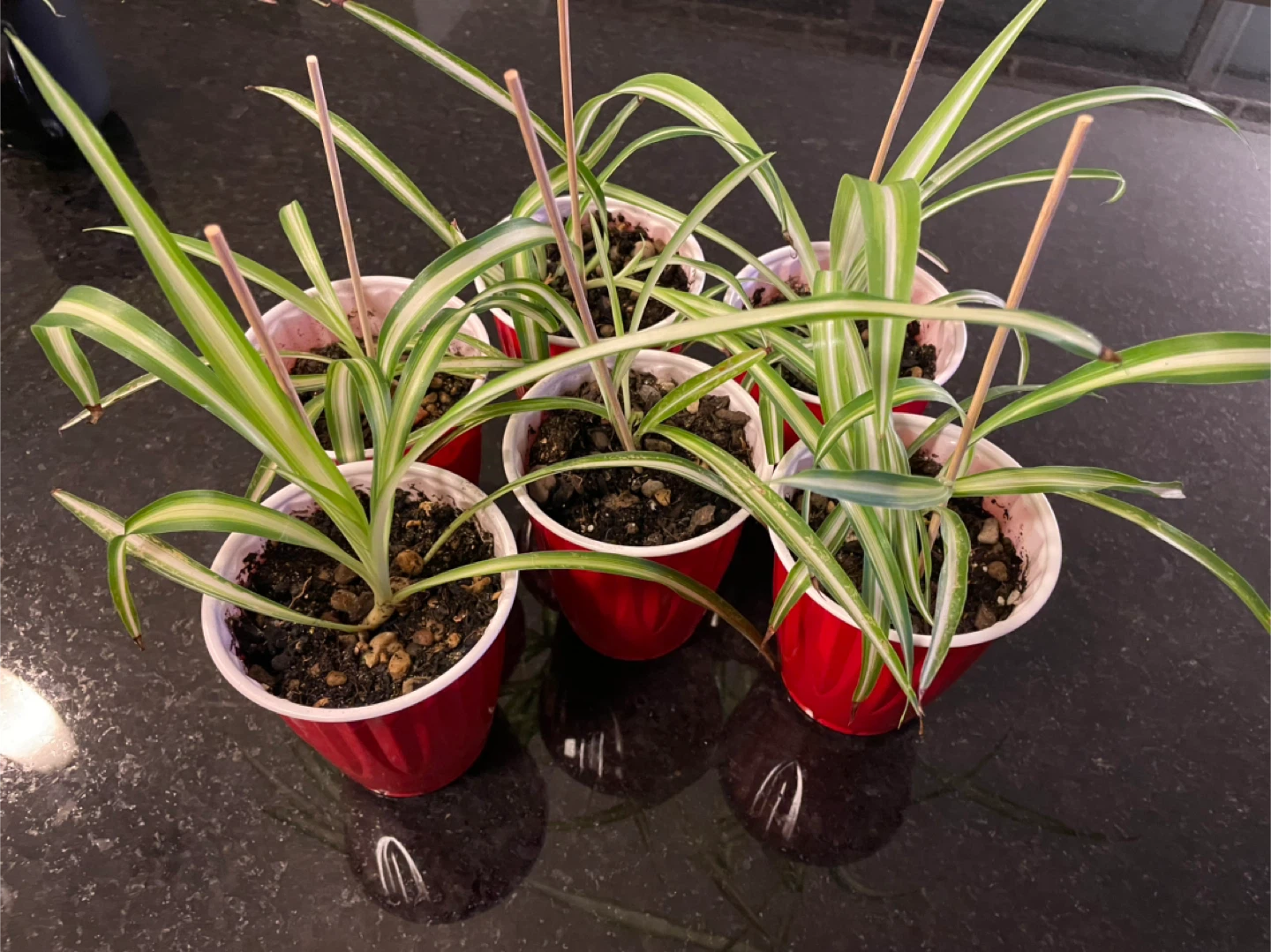 Spider Plant Babies - Easy to Grow! - photo 2