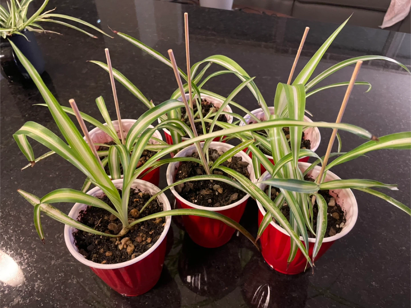 Spider Plant Babies - Easy to Grow!
