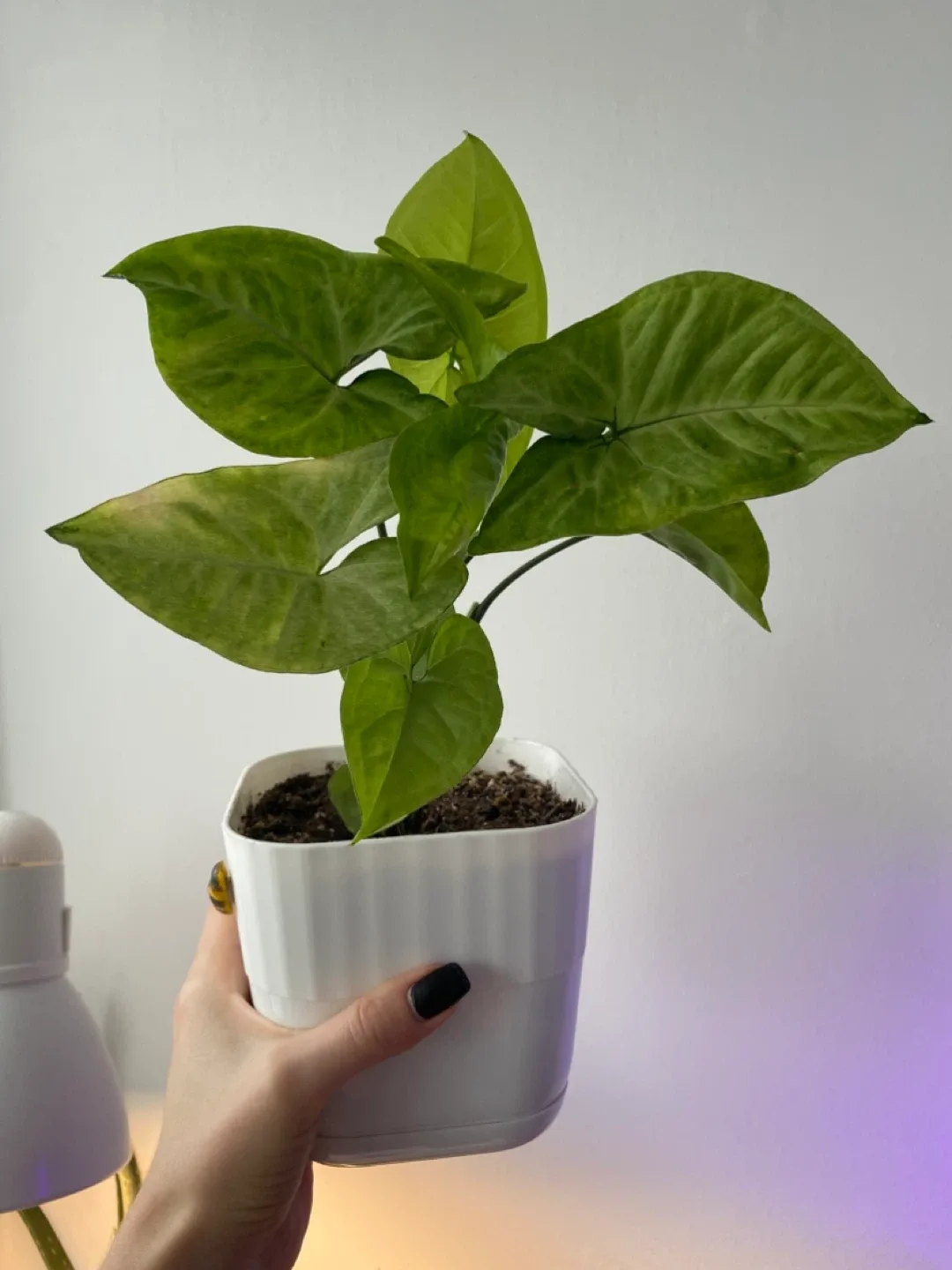 Potted Syngonium Plant