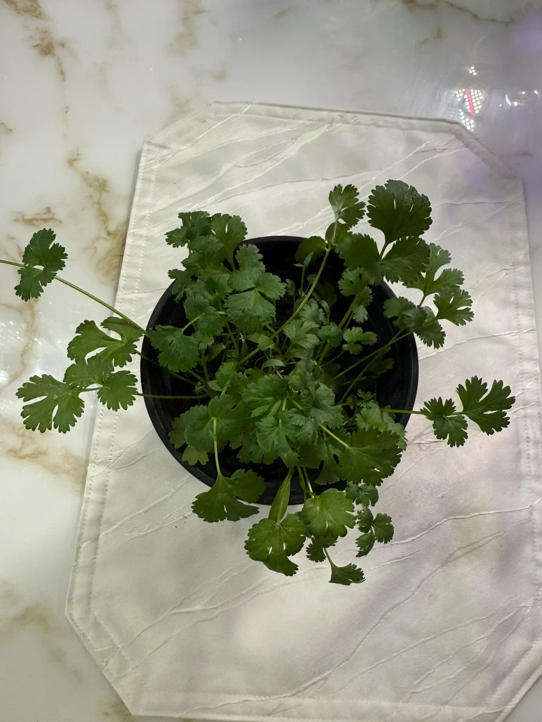 Cilantro Plant in Black Pot