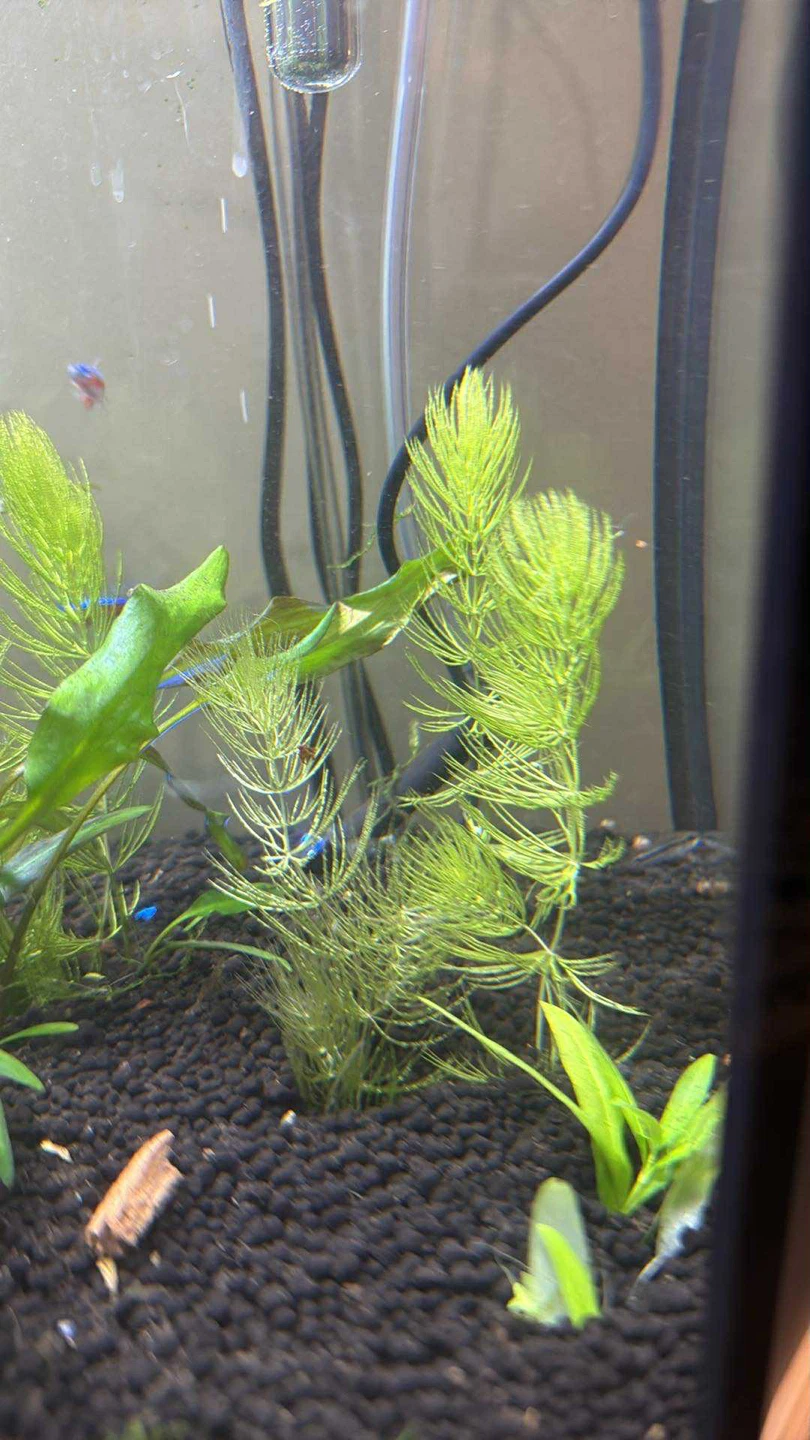 Aquarium live plants