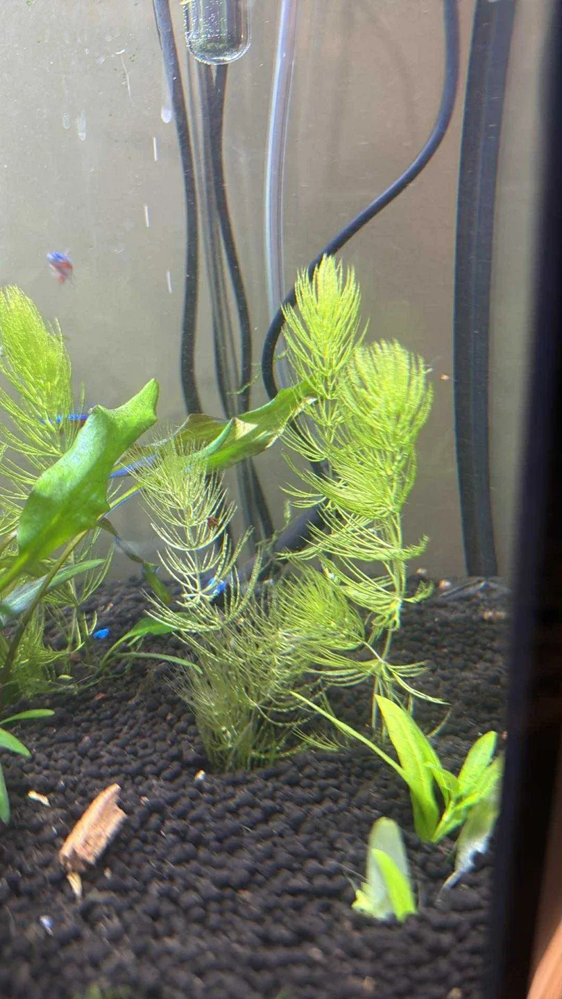 Aquarium live plants