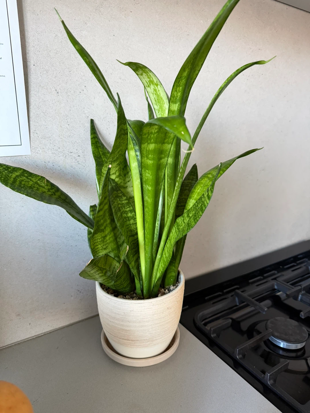 Snake Plant in Ceramic Pot