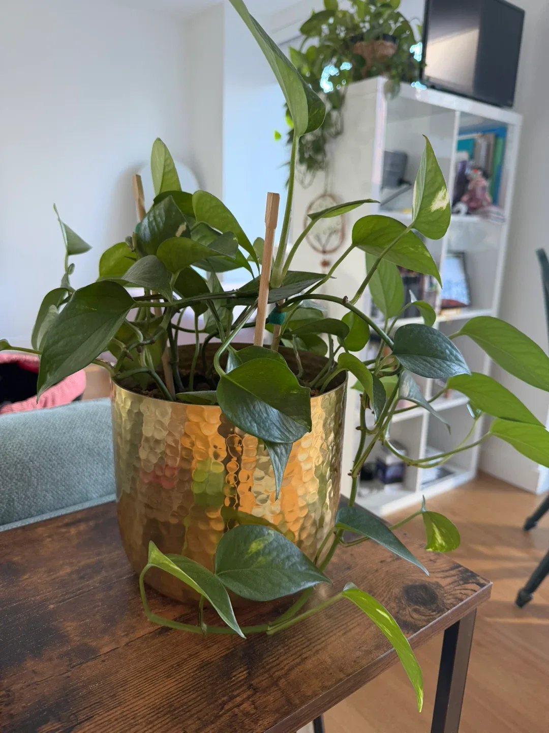 Pothos Plant in Gold Pot