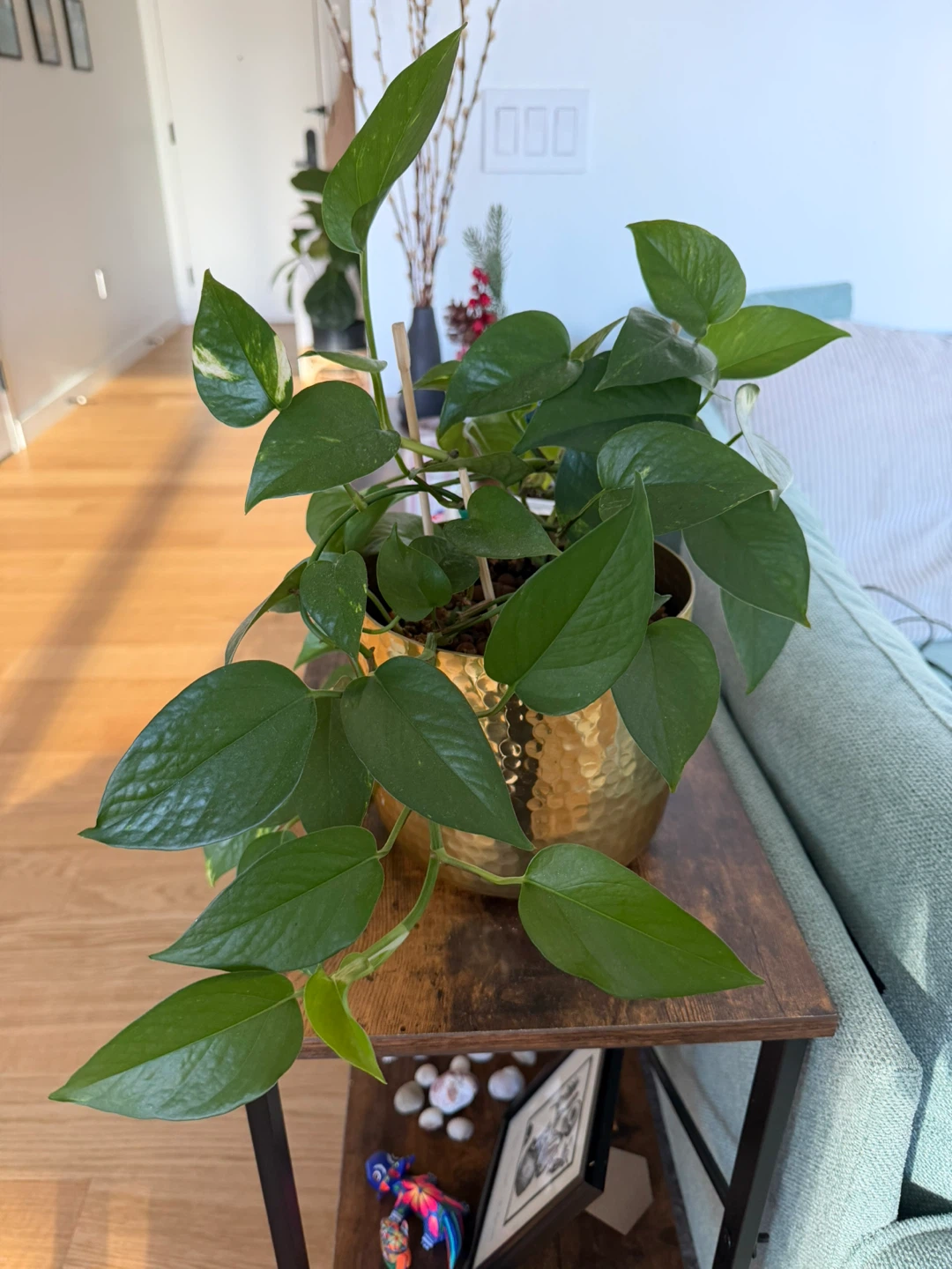 Pothos Plant in Gold Pot - photo 2
