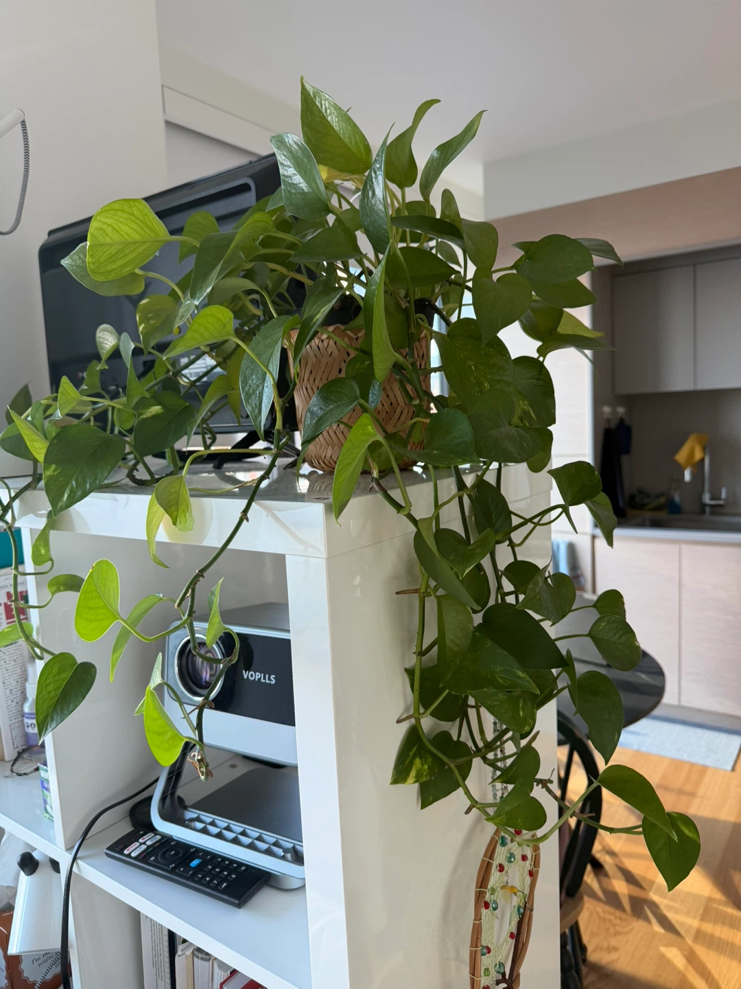 Pothos Plant in Woven Basket