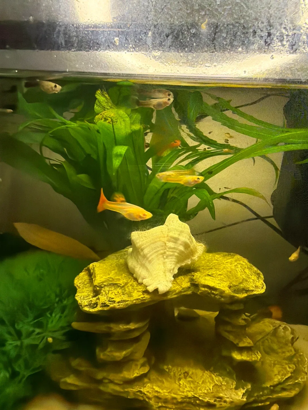 Fish Tank with Accessories