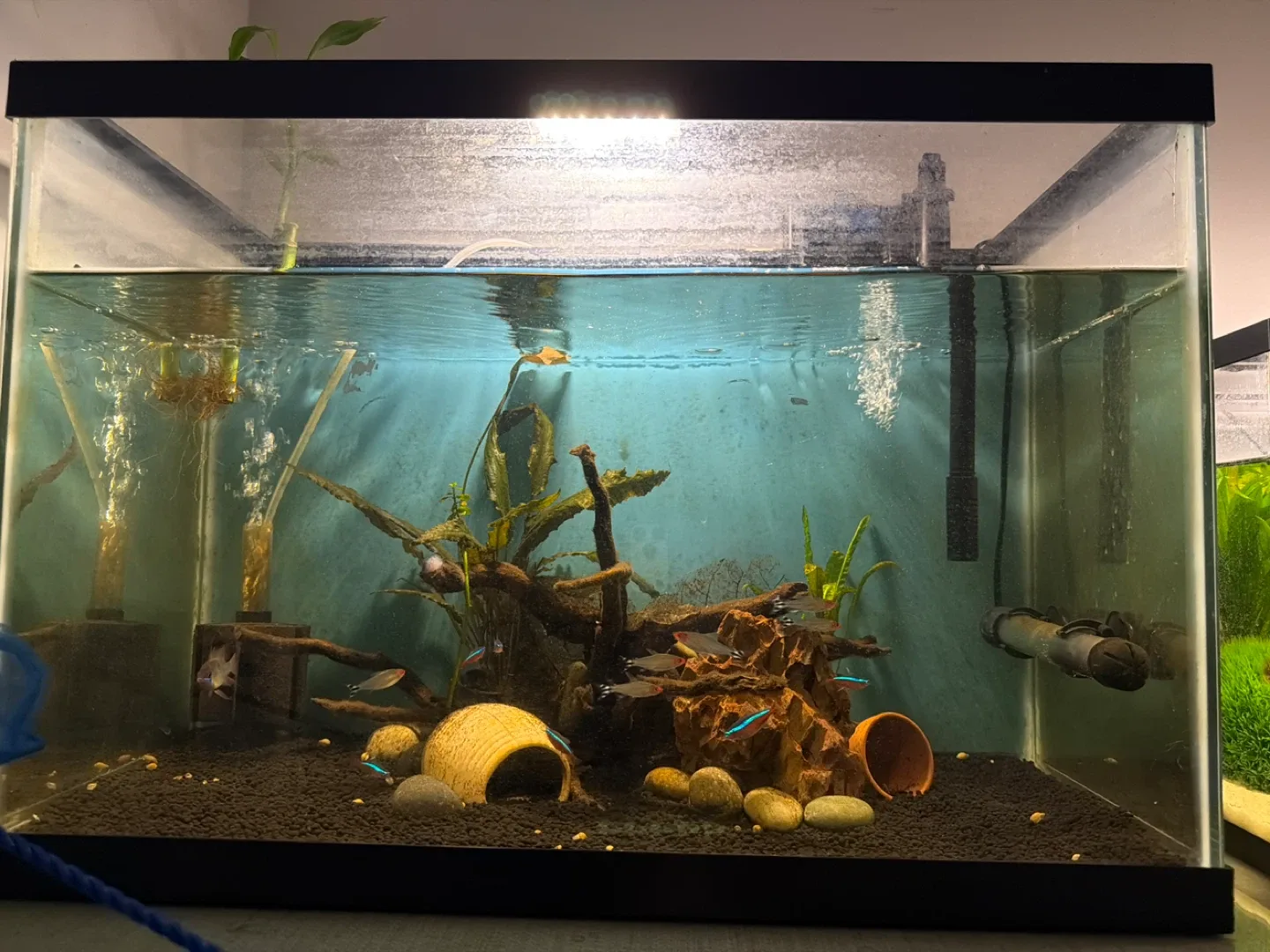 Fish Tank with Accessories