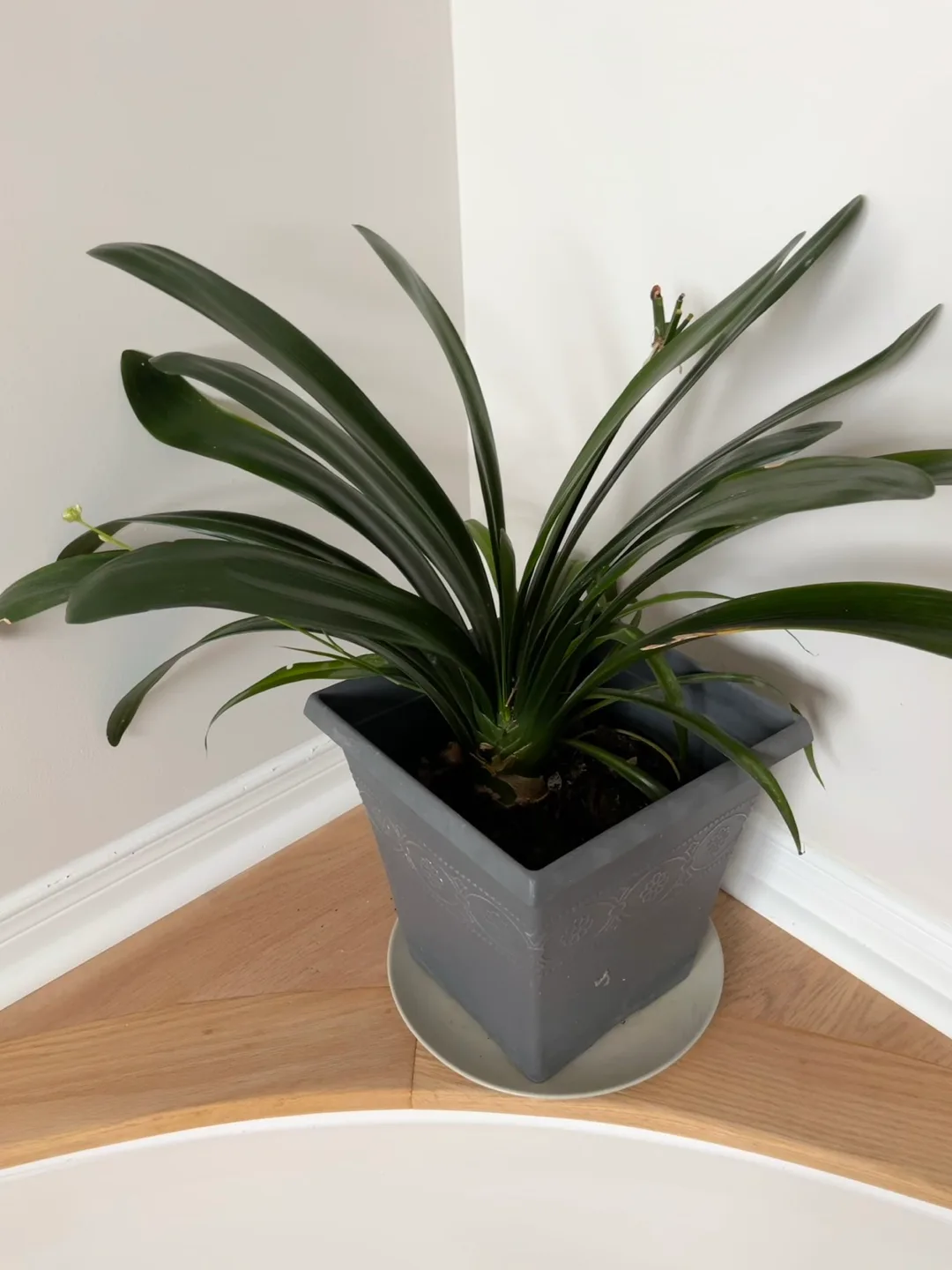 Potted Plant in Grey Decorative Pot