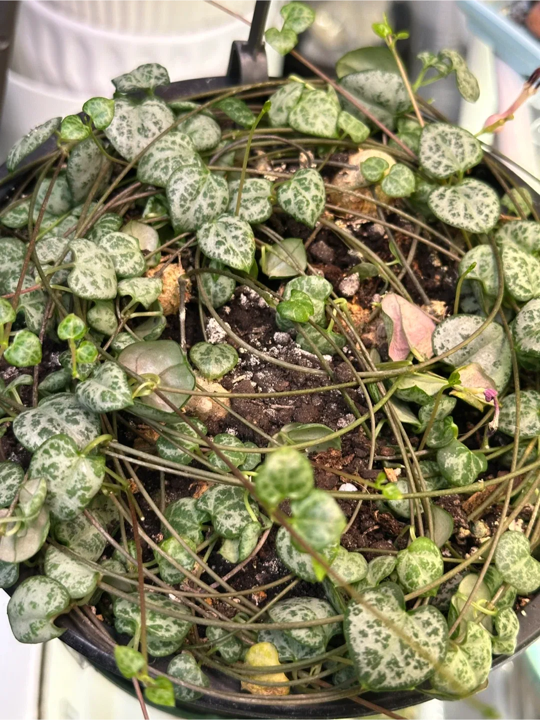 String of Hearts Plant Fresh Cuttings