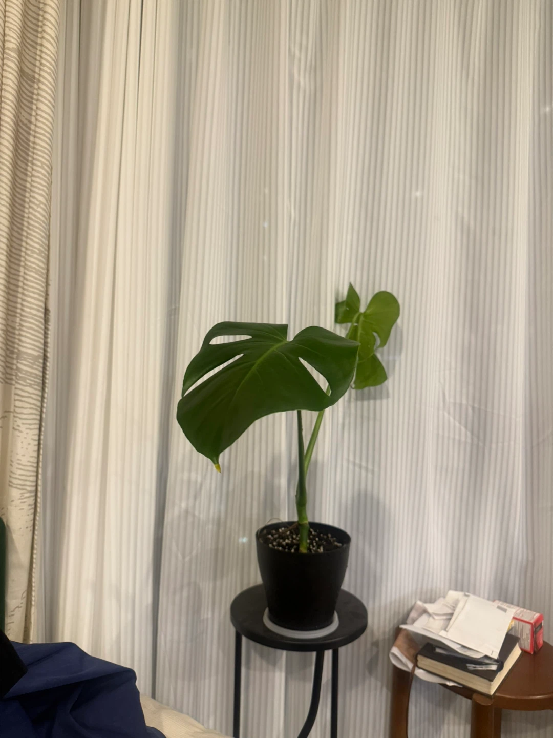 Monstera Plant - photo 3