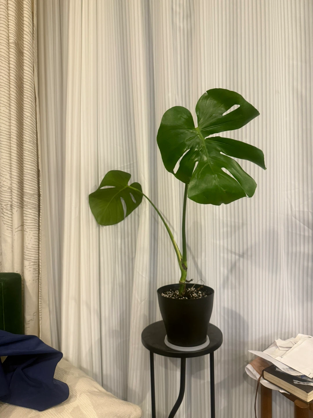 Monstera Plant