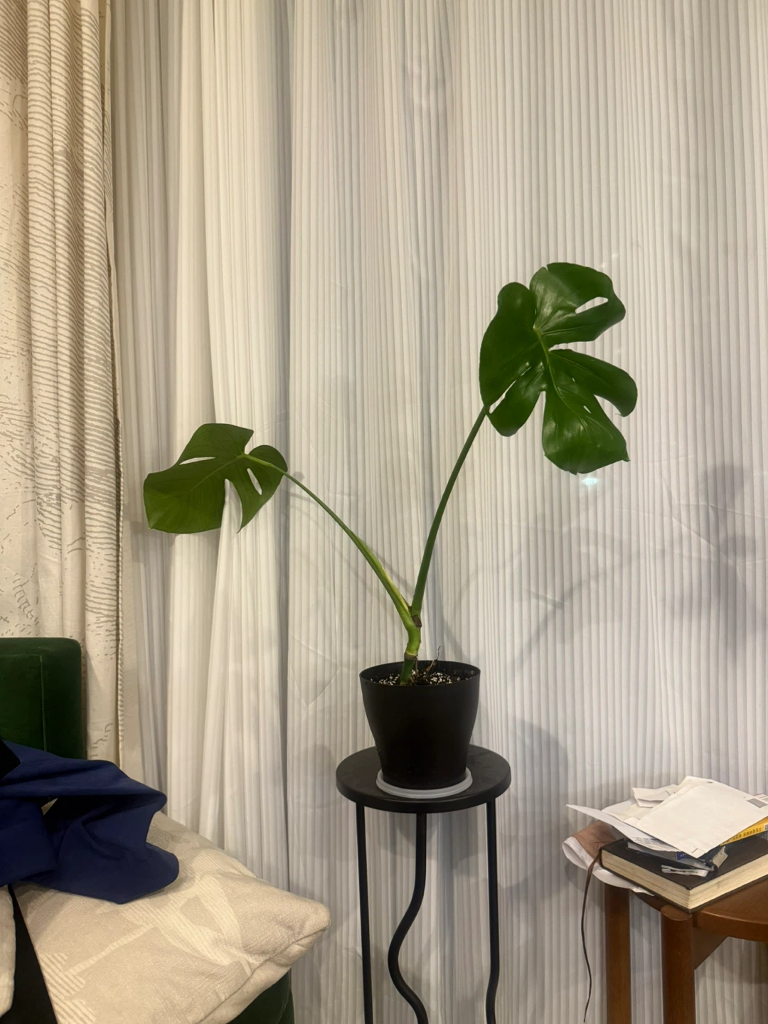 Monstera Plant - photo 2