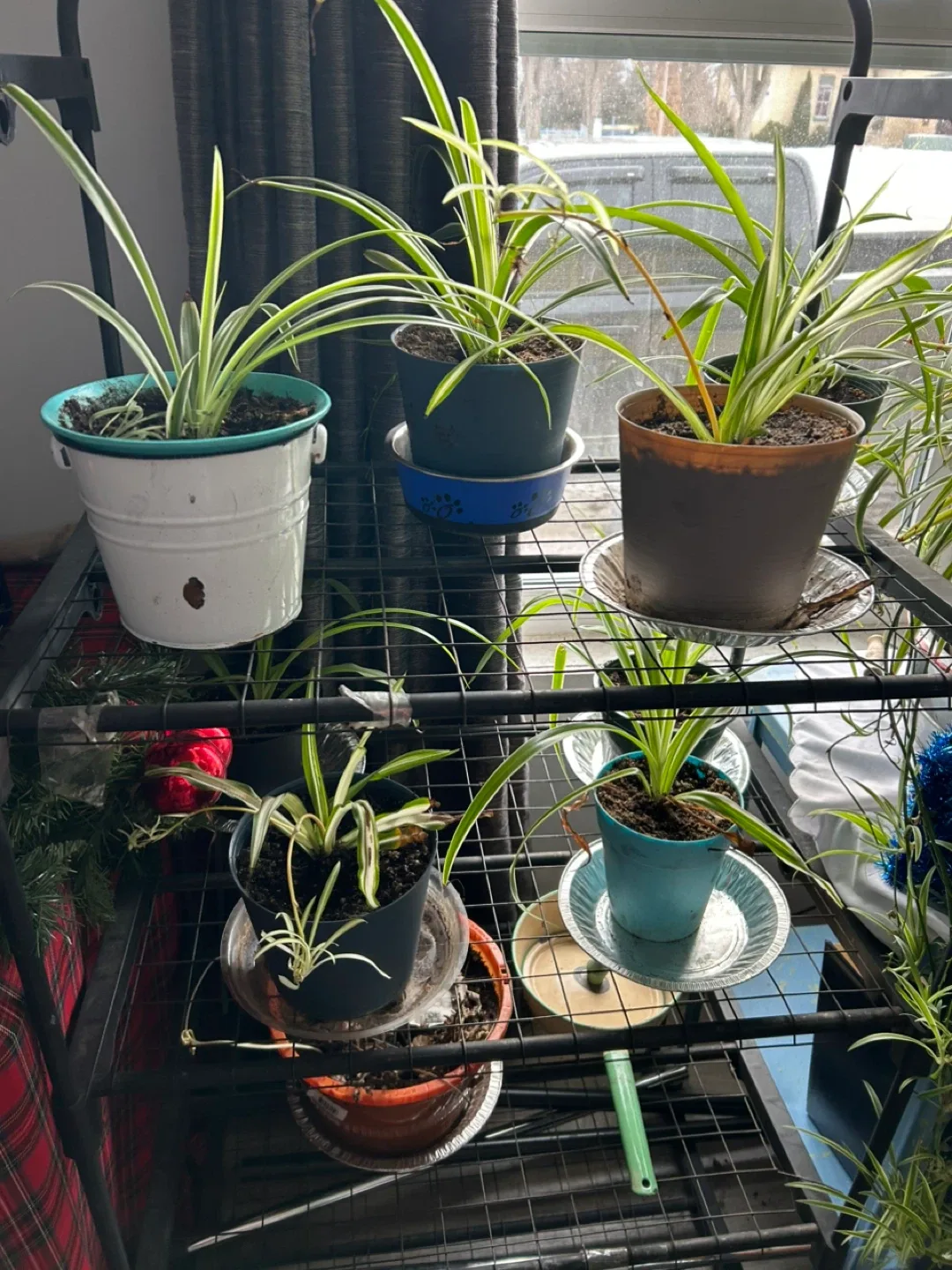 Spider Plants in Pots