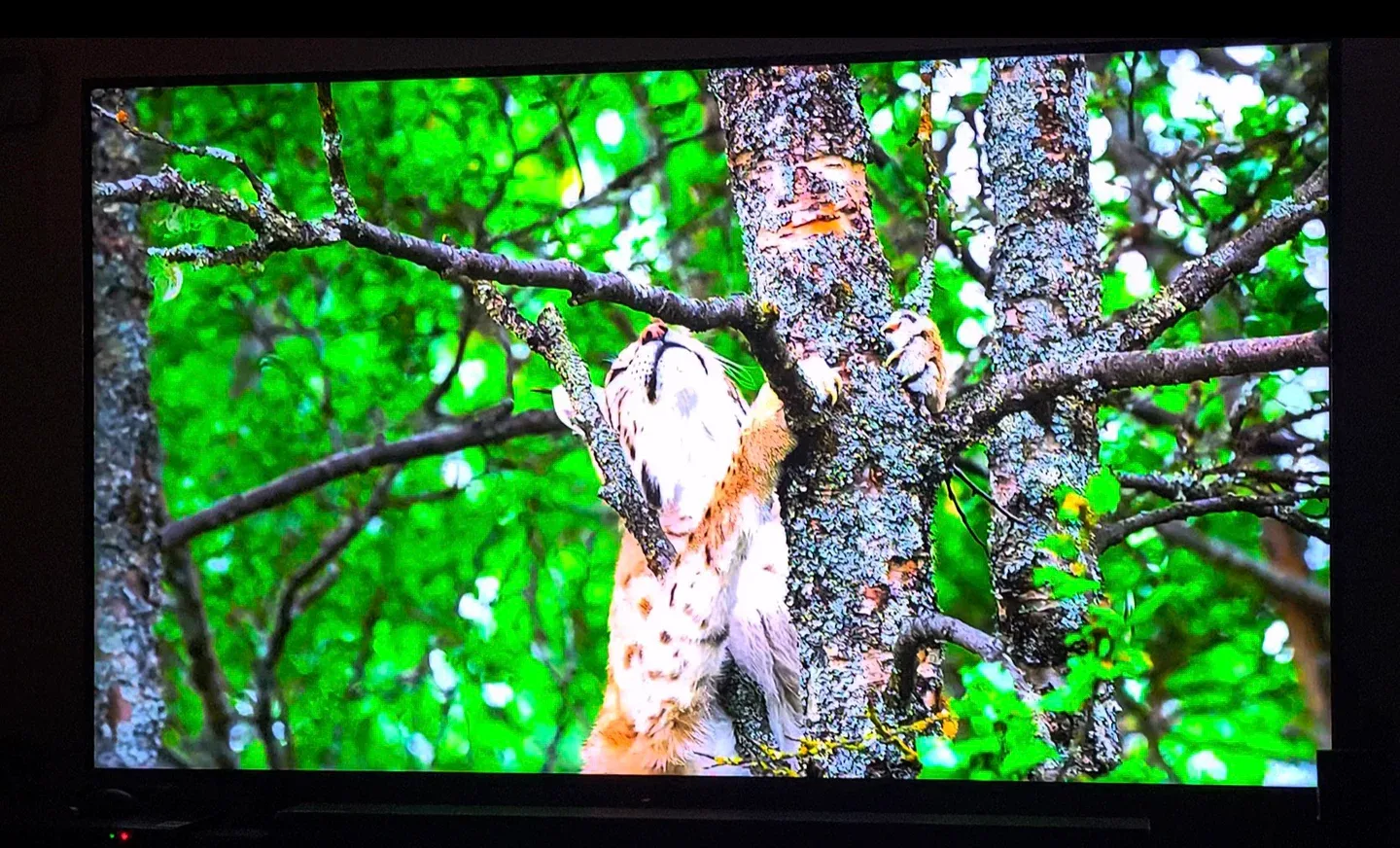 75" Samsung QLED 4K TV QN75Q6DRAFXZC