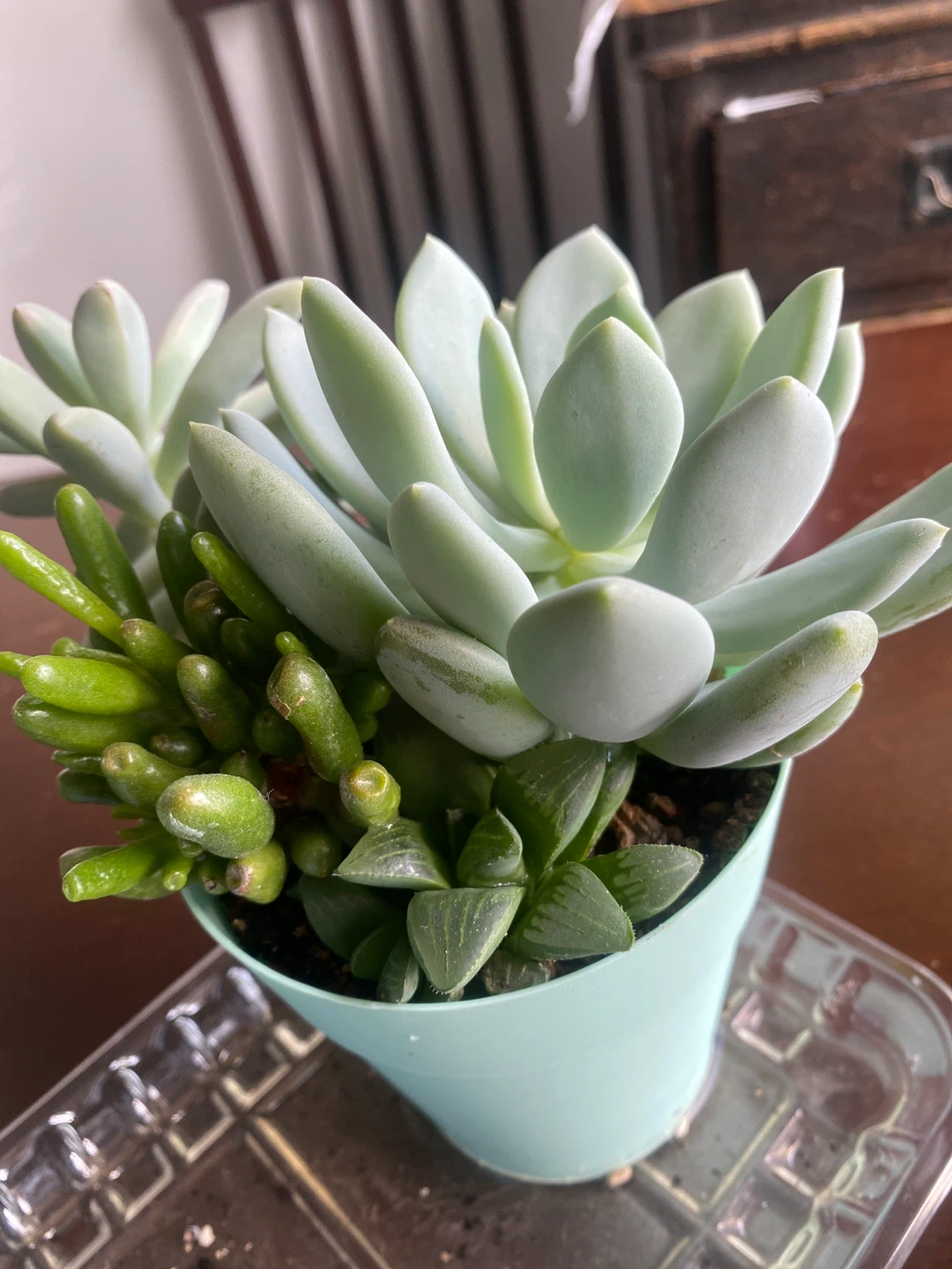 Succulent Arrangement - photo 2