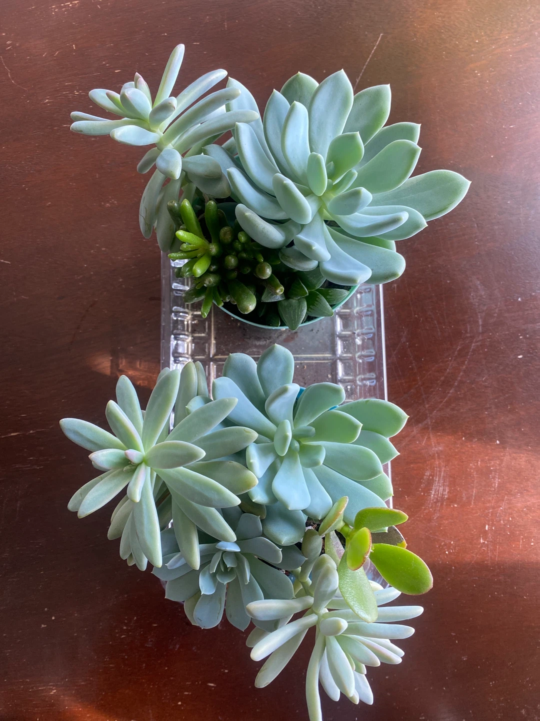Succulent Arrangement - photo 5