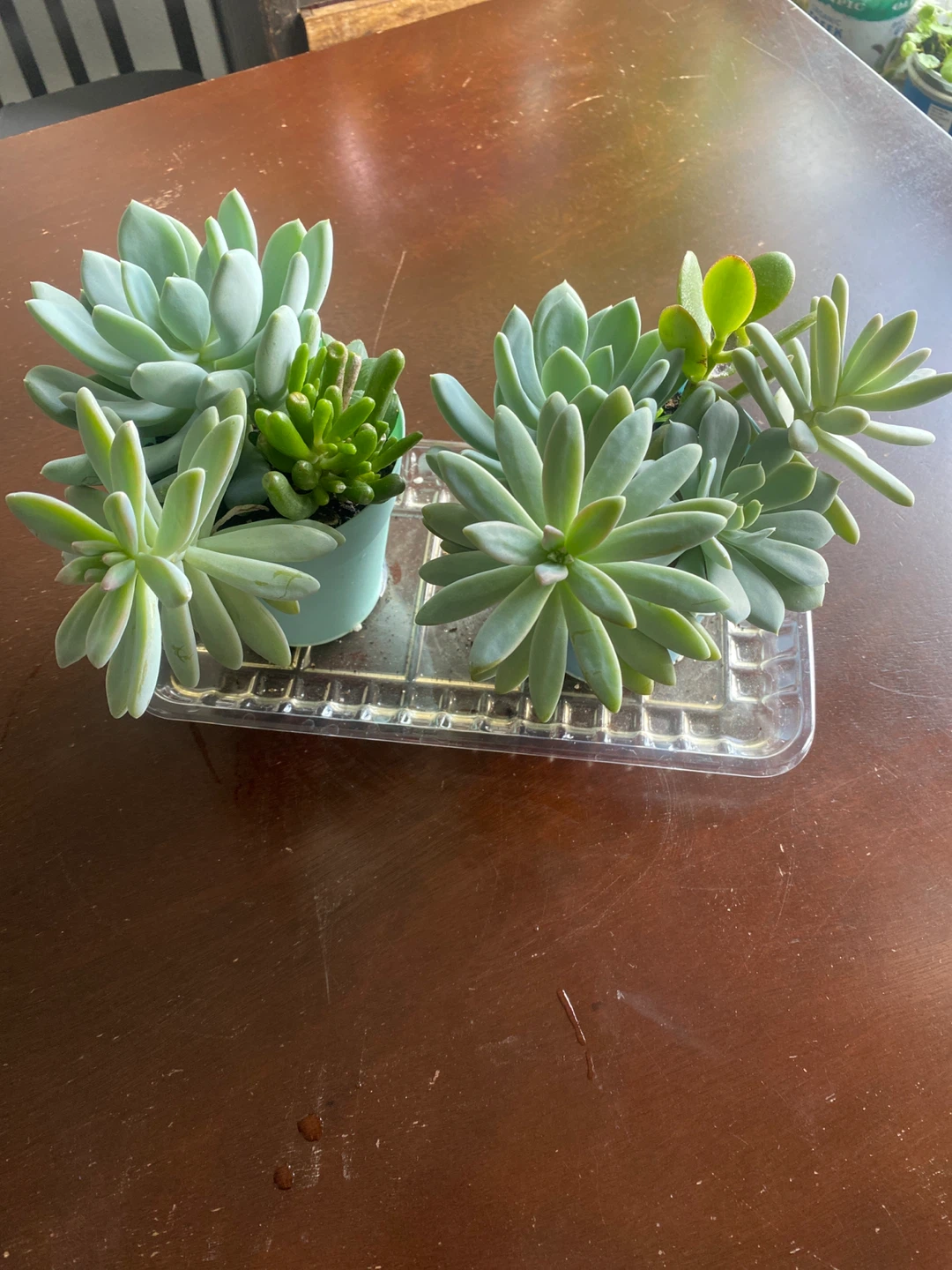 Succulent Arrangement - photo 4