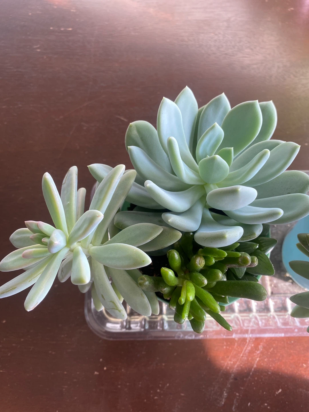 Succulent Arrangement