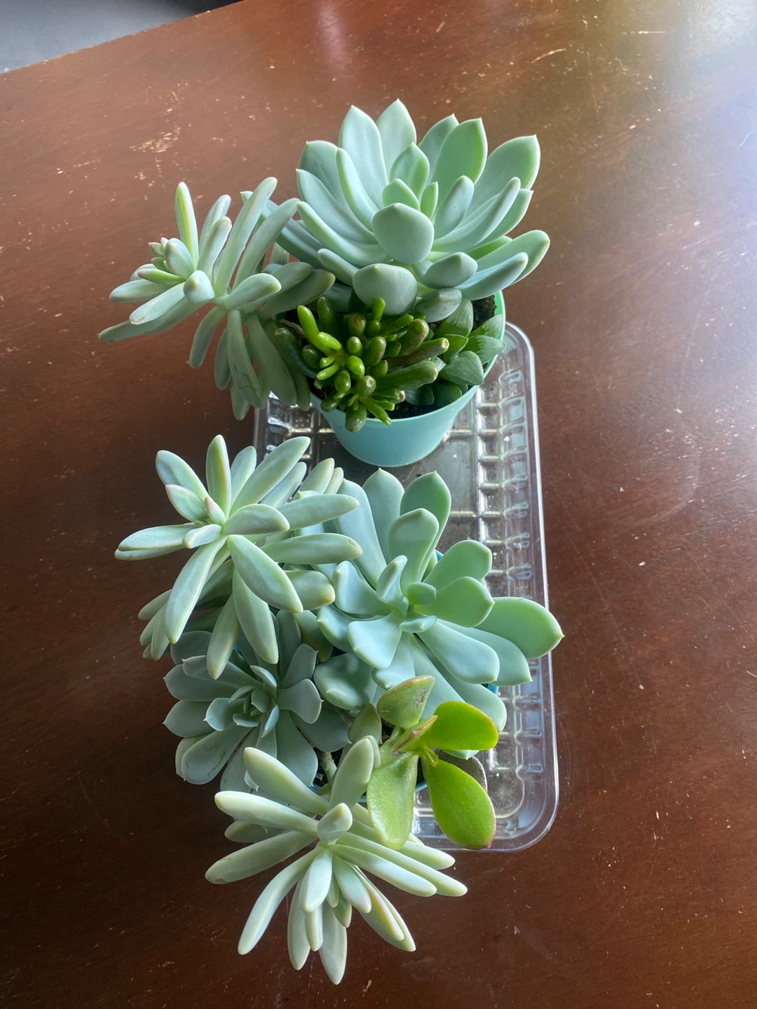 Succulent Arrangement - photo 3