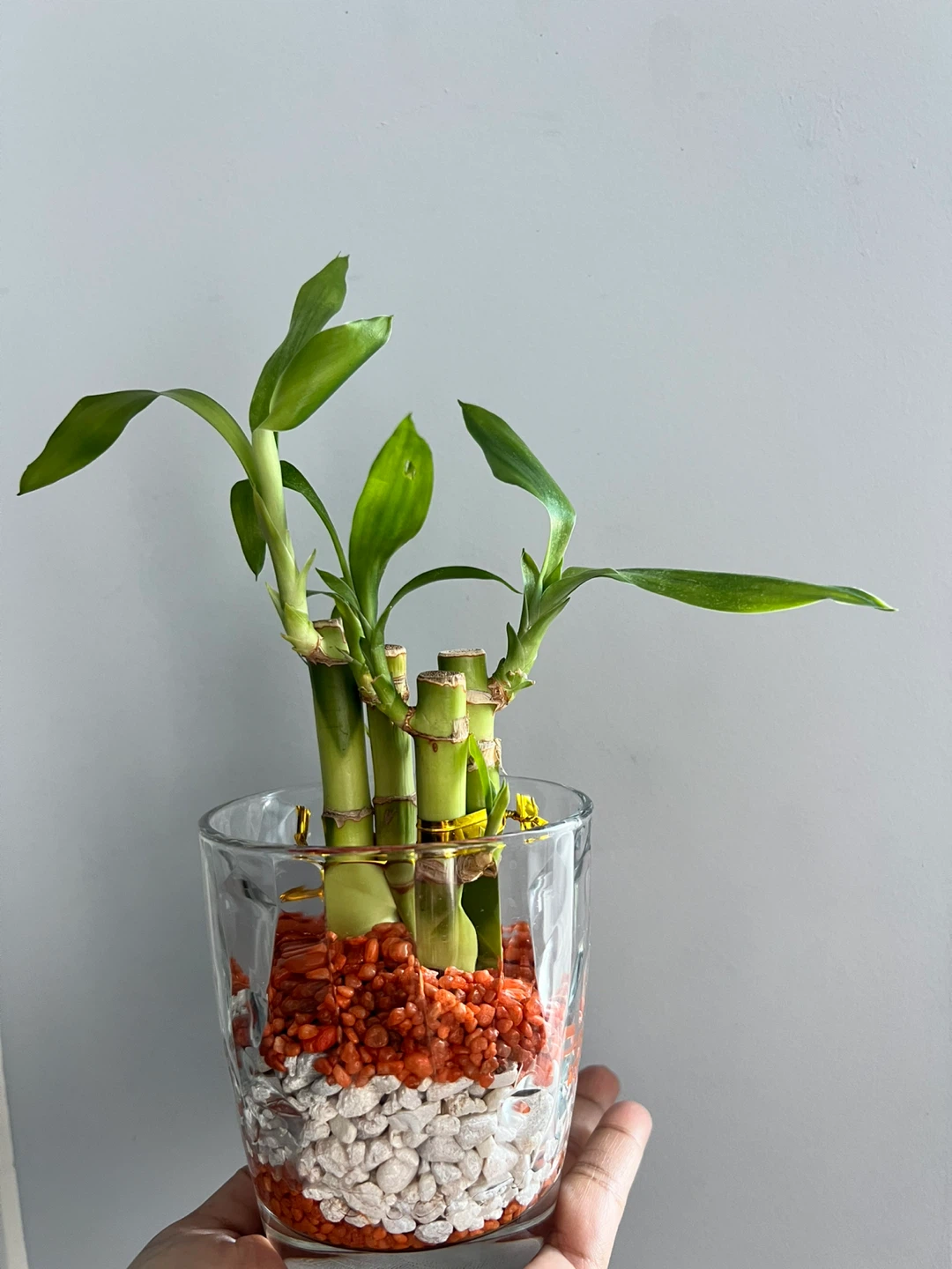 Lucky Bamboo Plant
